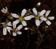 Arenaria capilaris 20-9995